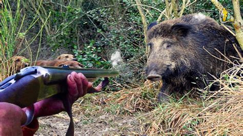 video caccia al cinghiale